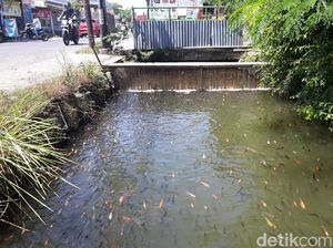 Warga Karanganyar Raup Cuan dari Sulap Selokan Jadi Kolam Ikan