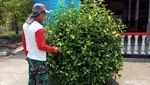 Ada Nama Desa Pacar Peluk di Jombang, Begini Asal-usulnya
