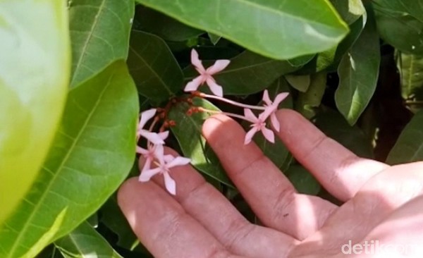 Kisah ini berawal dari datangnya seorang pengembara bernama Mbah Wonoyudho dari Jateng. Wonoyudho menebang hutan untuk dijadikan tempat tinggal. Ia dibantu Mbah Kalam yang juga dari Jateng. Mereka menemukan banyak pohon pacar kuku di hutan tersebut.