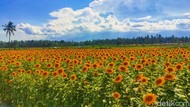 Peluang Agribisnis Bunga Matahari, Jadi Spot Instagramable di Banyuwangi