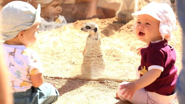 Tak sedikit warga yang membawa serta anak-anak mereka saat kembali mengunjungi kebun binatang Taronga yang telah dibuka lagi untuk umum. Tak sedikit warga yang membawa serta anak-anak mereka saat kembali mengunjungi kebun binatang Taronga yang telah dibuka lagi untuk umum.