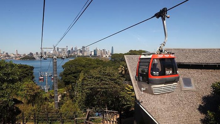 Kebun binatang Taronga yang ada di kawasan Sydney, Australia, kembali dibuka untuk umum. Warga pun berdatangan ke sana untuk berwisata bersama keluarga.
