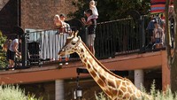 Kebun binatang Taronga yang berada di kawasan Sydney, Australia, kembali dibuka untuk umum, Senin (18/10/2021).