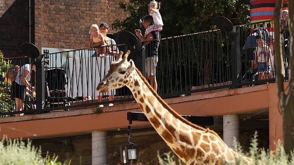 Kebun binatang Taronga yang berada di kawasan Sydney, Australia, kembali dibuka untuk umum, Senin (18/10/2021). Kebun binatang Taronga yang berada di kawasan Sydney, Australia, kembali dibuka untuk umum, Senin (18/10/2021).