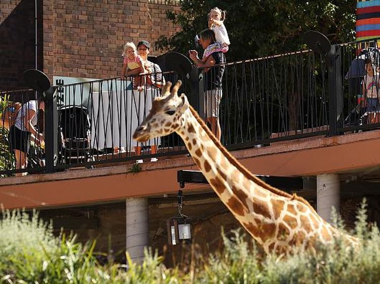 Kembali Dibuka, Kebun Binatang di Sydney Ramai Dikunjungi Warga
