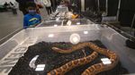 Melihat Pameran Reptil di Kanada