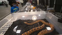 Pameran ini resmi dibuka pada Minggu (17/10) kemarin dan memberikan kesempatan untuk para pengunjung melihat berbagai spesies hewan peliharaan khusus reptil dari seluruh Kanada.