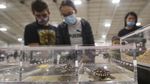 Melihat Pameran Reptil di Kanada