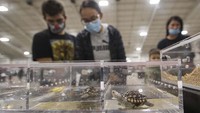 Beragam reptil peliharaan juga turut dipamerkan, seperti kura-kura ini salah satunya.
