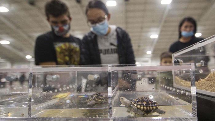 Melihat Pameran Reptil di Kanada (211017) -- MISSISSAUGA, Kanada, 17 Oktober, 2021 (Xinhua) -- Pengunjung mengamati kura-kura di Pameran Reptil Toronto (Toronto Reptile Expo) 2021 yang digelar di pusat konferensi International Centre di Mississauga, Wilayah Toronto Raya, Kanada, pada 17 Oktober 2021. Resmi dibuka pada Minggu (17/10), acara ini memberikan kesempatan untuk melihat spesies hewan peliharaan khusus reptil dari seluruh Kanada. (Xinhua/Zou Zheng)