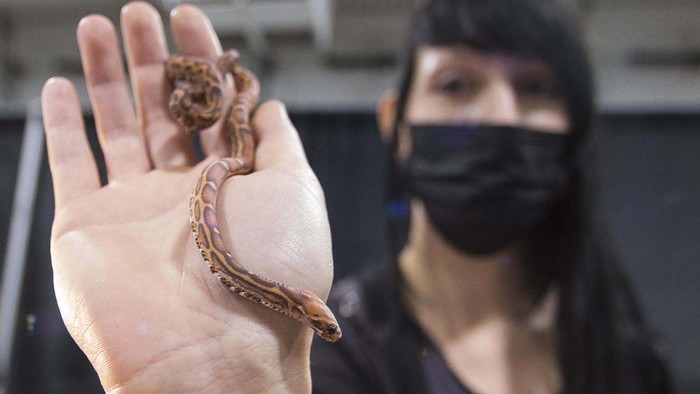 Melihat Pameran Reptil di Kanada (211017) -- MISSISSAUGA, Kanada, 17 Oktober, 2021 (Xinhua) -- Pengunjung mengamati kura-kura di Pameran Reptil Toronto (Toronto Reptile Expo) 2021 yang digelar di pusat konferensi International Centre di Mississauga, Wilayah Toronto Raya, Kanada, pada 17 Oktober 2021. Resmi dibuka pada Minggu (17/10), acara ini memberikan kesempatan untuk melihat spesies hewan peliharaan khusus reptil dari seluruh Kanada. (Xinhua/Zou Zheng)