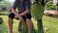 Tak kalah kocak, pose Mohammad Ahsan dengan pohon nangka yang sudah berbuah ini bikin netizen terhibur. Buah nangkanya sampai dirantai agar tidak hilang. Foto: Instagram @king.chayra