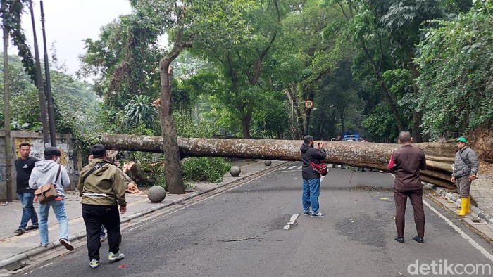 Pohon tumbang di Bandung.
