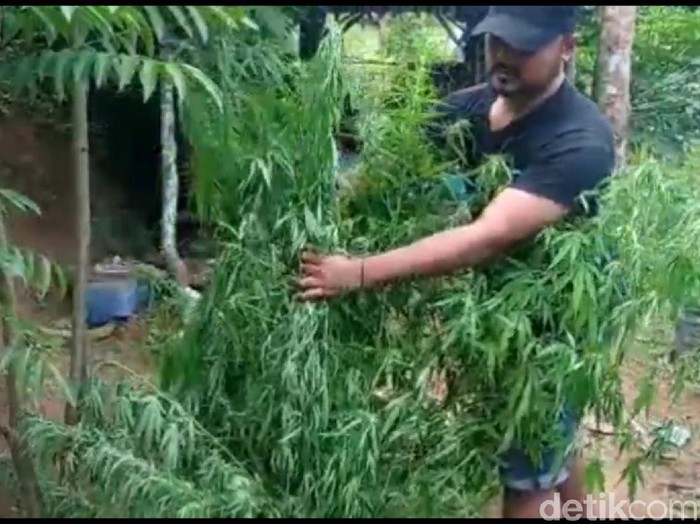 Polisi mengungkap ladang ganja di Tasikmalaya