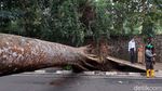 Krakkk! Pohon 20 Meter Tumbang dan Tutupi Jalan Tamansari Bandung