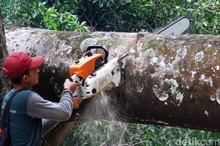 Pohon angsana setinggi 20 meter berusia 50 tahun tumbang hingga menutup akses Jalan Tamansari, Kota Bandung. Beruntung tidak ada korban dalam kejadian tersebut.