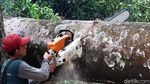 Krakkk! Pohon 20 Meter Tumbang dan Tutupi Jalan Tamansari Bandung