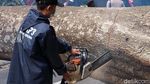 Krakkk! Pohon 20 Meter Tumbang dan Tutupi Jalan Tamansari Bandung