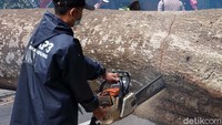 Dengan menggunakan sejumlah gergaji mesin, batang pohon tumbang itu dipotong-potong oleh petugas.