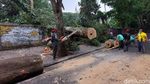 Krakkk! Pohon 20 Meter Tumbang dan Tutupi Jalan Tamansari Bandung