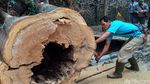 Krakkk! Pohon 20 Meter Tumbang dan Tutupi Jalan Tamansari Bandung