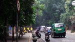 Krakkk! Pohon 20 Meter Tumbang dan Tutupi Jalan Tamansari Bandung