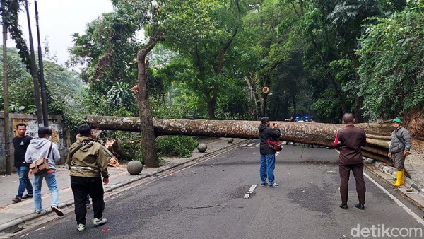 Krakkk! Pohon 20 Meter Tumbang dan Tutupi Jalan Tamansari Bandung
