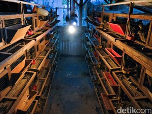 Tren Ternak Puyuh di Masa Pandemi, Perajin Kandang Banjir Orderan