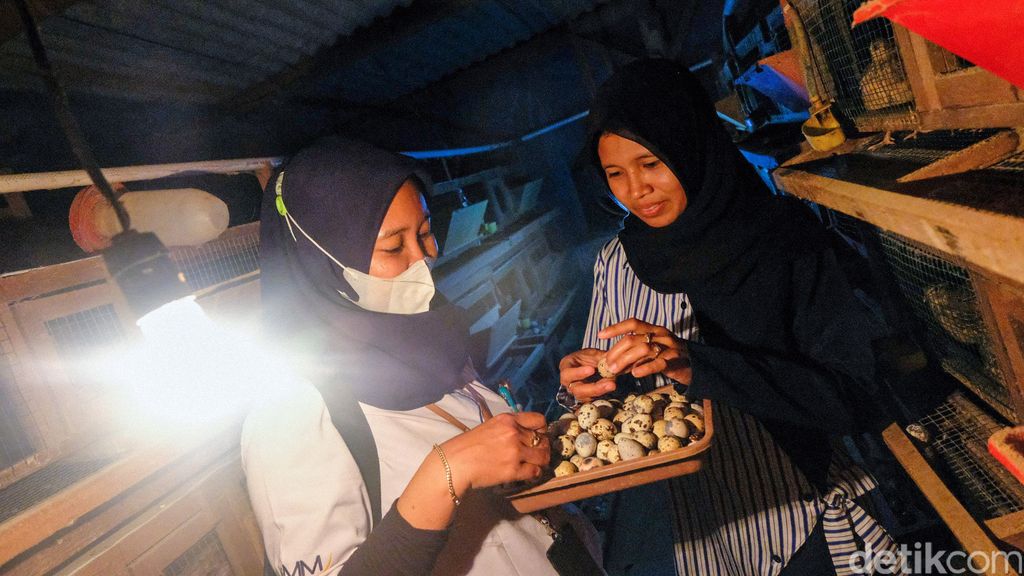 Suwantono dan Muslikah memiliki usaha ternak puyuh di Kabupaten Grobogan, Jateng. Usaha mereka masih bertahan di tengah hantaman pandemi COVID-19.