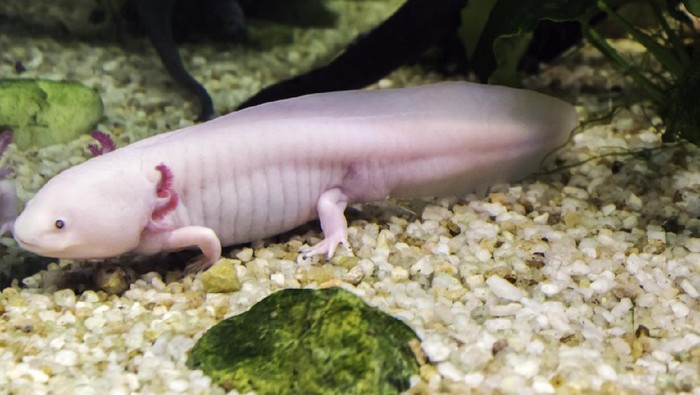 Ilustrasi hewan amfibi Ambystoma mexicanum