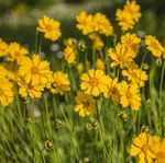 7 Jenis Bunga untuk Halaman Rumah yang Cantik dan Tahan Banting