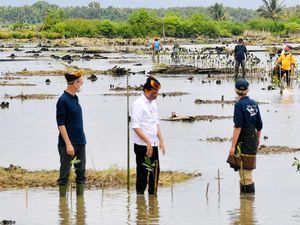 Jokowi Bakal Rehabilitasi 600 Ribu Hektare Hutan Mangrove di Kaltara