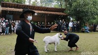 Warga menampilkan atraksi adu ketangkasan domba Garut saat menyambut kedatangan Sandiaga Uno.