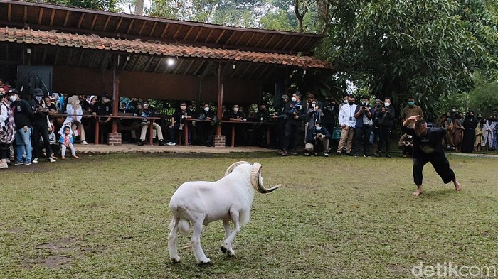 Melihat Saung Ciburial, Desa Wisata Top yang Dikunjungi Sandiaga Uno Menparekraf Sandiaga Uno mengunjungi Desa Wisata Saung Ciburial, Garut, Senin (18/10) sore. Desa yang dikunjungi ini satu dari 50 desa wisata terbaik di Indonesia versi pemerintah.