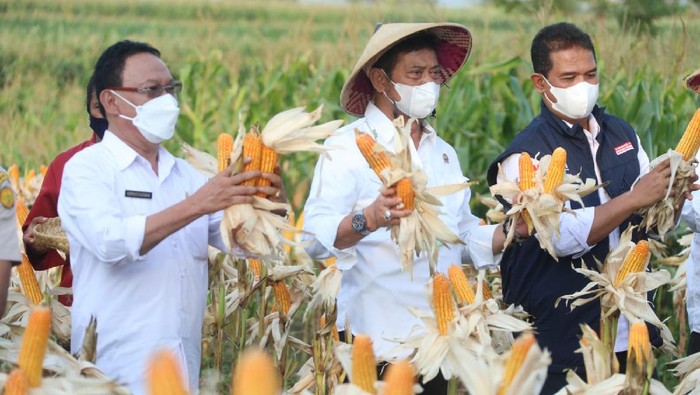 Mentan panen jagung.