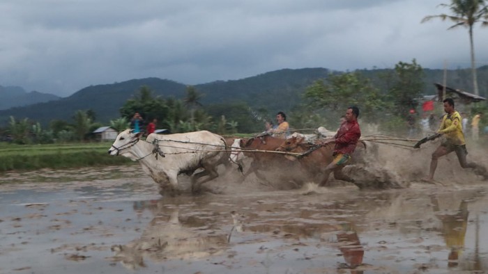 Pacu Jawi