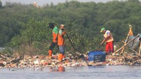 Pemerintah Provinsi DKI Jakarta melalui suku dinasnya berupaya dalam mengurangi volume sampah yang ada di Teluk Jakarta yang dapat menganggu kehidupan bagi ekosistem hutan mangrove dan juga habitat bagi burung-burung yang ada disana.  