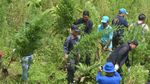 3,5 Hektare Ladang Ganja di Aceh Besar Dimusnahkan