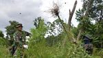 3,5 Hektare Ladang Ganja di Aceh Besar Dimusnahkan