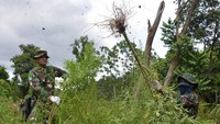 Tanaman ganja tersebut berumur sekitar empat bulan dan siap di panen.