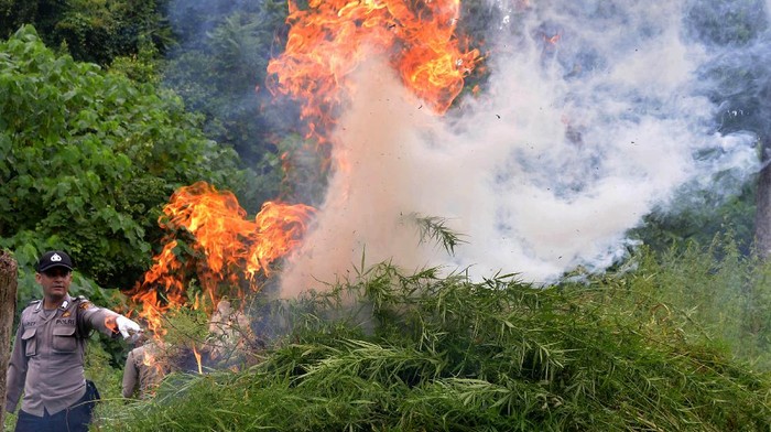 PEMUSNAHAN TANAMAN GANJA PEGUNUNGAN ACEH BESAR Personil TNI mencabut tanaman ganja siap panen saat operasi perang melawan narkoba di kawasan Pegunungan Seulawah, Kecamatan Seulimum, Kabupaten Aceh Besar, Aceh, Selasa (19/10/2021). Dalam operasi tersebut aparat gabungan menemukan sekitar 3,5 hektare tanaman ganja siap panen berumur sekitar empat bulan. ANTARA FOTO/Ampelsa/rwa.