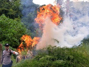 Jelang Putusan soal Ganja Medis, Begini Peta Sidang di MK