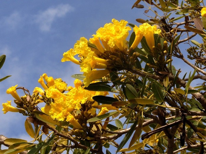 Tabebuia