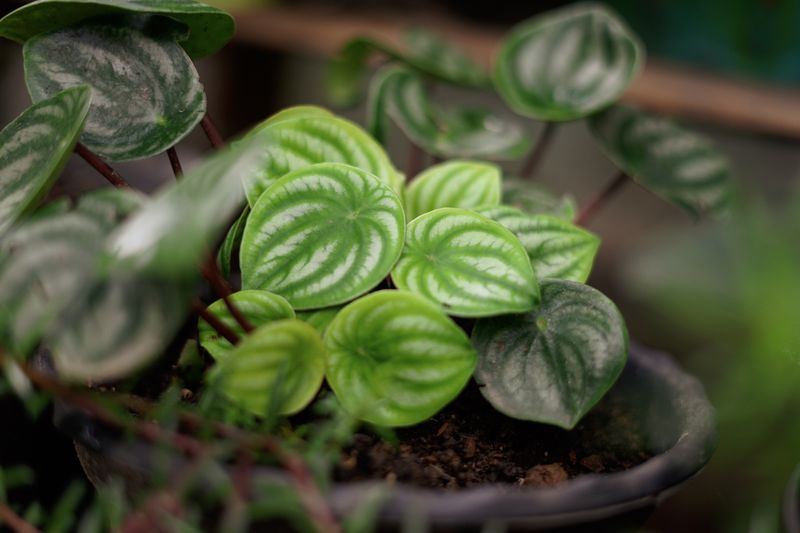 Watermelon peperomia is the common name used for a popular species from the Peperomia genus named Peperomia argyreia. Named watermelon for its similarity of appearance to the rind (skin) of a watermelon.