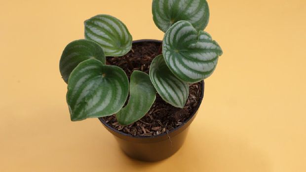 Watermelon peperomia plant. Houseplant for home decoration. a plant that has green, patterned leaves