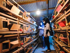 Peluang Bisnis Kandang Burung Puyuh, Omzet Bisa Puluhan Juta