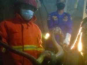 Ular Piton 3 Meter Pemangsa Ternak Warga di Trenggalek Ditangkap