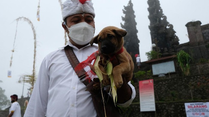 Umat Hindu melakukan ritual penyucian hewan kurban dalam rangkaian pujawali atau upacara persembahyangan di Pura Pasar Agung Besakih Giri Tohlangkir, Karangasem, Bali, Selasa (19/10/2021). Upacara persembahyangan di pura tersebut digelar pada 20-31 Oktober 2021 dan dibuka untuk masyarakat umum dengan menerapkan protokol kesehatan setelah sempat dilaksanakan secara terbatas hanya diikuti oleh pengurus pura pada tahun 2017 hingga 2020 akibat erupsi Gunung Agung dan pandemi COVID-19. ANTARA FOTO/Nyoman Hendra Wibowo/aww.