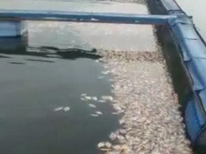 Puluhan Ton Ikan Mati Mendadak di Waduk Saguling dan Cirata