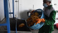Pekerja memasukan porang yang telah dicuci ke dalam mesin.